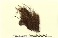 藏品(南美樹生曲柄苔屬)的圖片